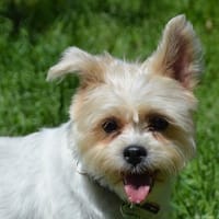 CANDY CHAO, chienne à adopter