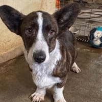 BABETTE, chienne à adopter