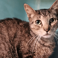 Denton, chat à adopter