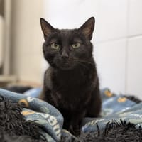 CHOUPIE, chatte à adopter