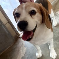 NARCO, chien à adopter