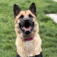 NALA, chienne à adopter