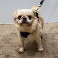 SOPHIA, chienne à adopter