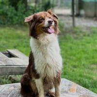 Nizia, chienne à adopter
