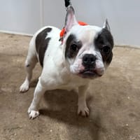 MOLLY, chienne à adopter
