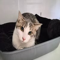 Buckingham, chat à adopter