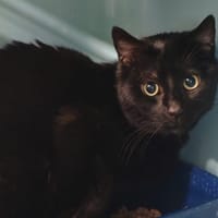 BOUBOU, chat à adopter