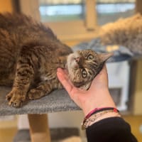 GERALDINE A17405, chatte à adopter