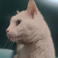 BLANC VAIRON, chat à adopter