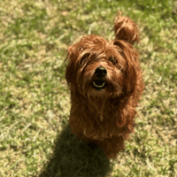 PRINCESSE OAA20004, chienne à adopter