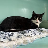 WILSON, chat à adopter