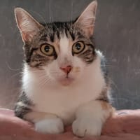 Japana, chatte à adopter