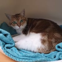 malie, chatte à adopter