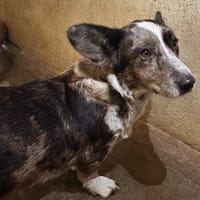 MANON, chienne à adopter