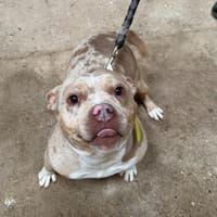 AKIRA, chienne à adopter