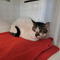 APONI, chatte à adopter