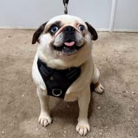 ESMEY, chienne à adopter