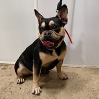 BULMA, chienne à adopter