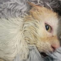 PASTEL, chat à adopter