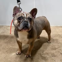 MIRABELLE, chienne à adopter