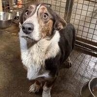 ORTHENSE, chienne à adopter