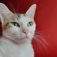 Minisa, chatte à adopter