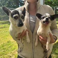 ARTHUR OAA19990, chien à adopter