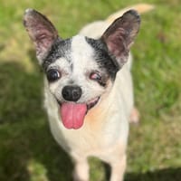 SERGE OAA19989, chien à adopter