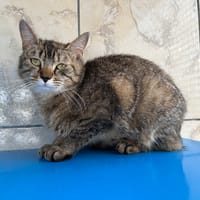 joséphine, chatte à adopter