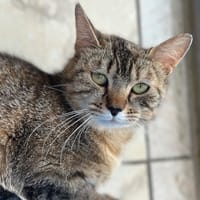 joséphine, chatte à adopter