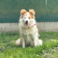 JOSIE OAA19987, chienne à adopter