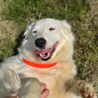 GHISLAINE OAA19986, chienne à adopter