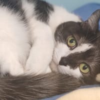 GUCCI, chatte à adopter