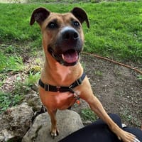 ZOYA OAA19922, chienne à adopter
