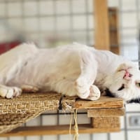 OREO, chat à adopter