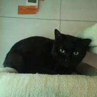 MANGO, chat à adopter