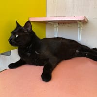 marcel, chat à adopter