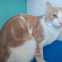 CALINOU, chat à adopter