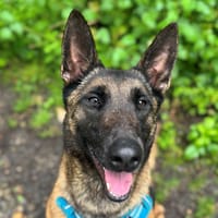 MOLLY OAA19905, chienne à adopter