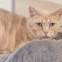 MILO, chat à adopter