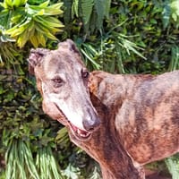 GUADALUPE, chienne à adopter