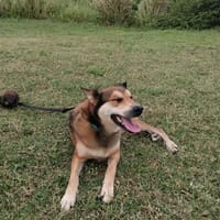 Jolie Demoiselle, chienne à adopter