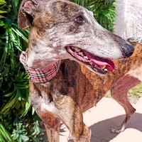 PEPA, chienne à adopter