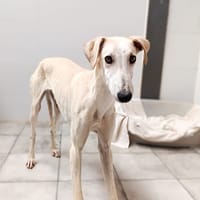 MILO, chien à adopter