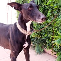 TEMPERA, chienne à adopter