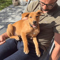 Milo le beau gosse, chien à adopter