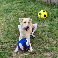 Suzie la belle et douce louloute, chienne à adopter