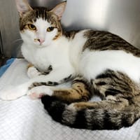 SILVER, chat à adopter