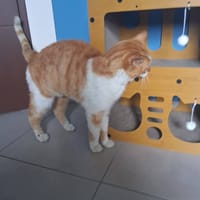 Denver, chat à adopter
