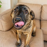 NOA (101 huellas), chienne à adopter